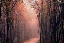 欧博ABG：[亚冬会]短道速滑女子3000米接力颁奖仪式.